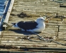 Seagull on Raft